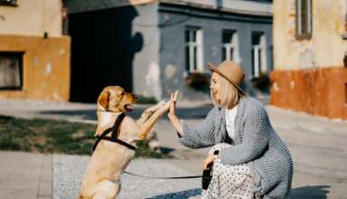 Semnalele subtile pe care animalele le folosesc pentru comunicare