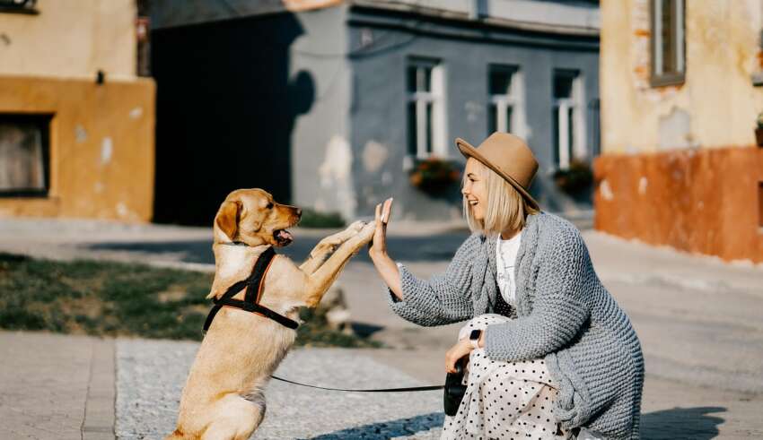 Semnalele subtile pe care animalele le folosesc pentru comunicare