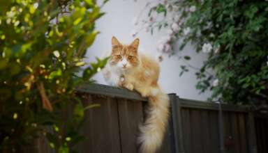 Reflexul care nu le salveaza mereu – adevarul despre pisicile care cad de la inaltime