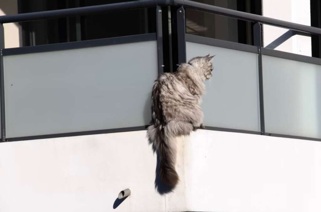 Reflexul care nu le salveaza mereu – adevarul despre pisicile care cad de la inaltime