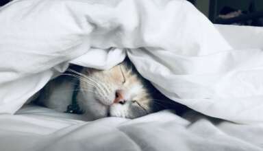 Ce simte pisica ta cand se schimba sezonul si cum o ajuti sa faca fata temperaturilor scazute