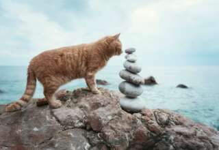 Pisicile si intuitia lor pot preveni pericole si pot aduce echilibru in familie, la serviciu si chiar si la evenimente