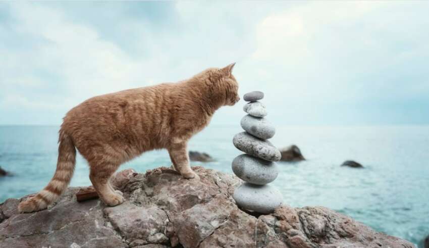 Pisicile si intuitia lor pot preveni pericole si pot aduce echilibru in familie, la serviciu si chiar si la evenimente